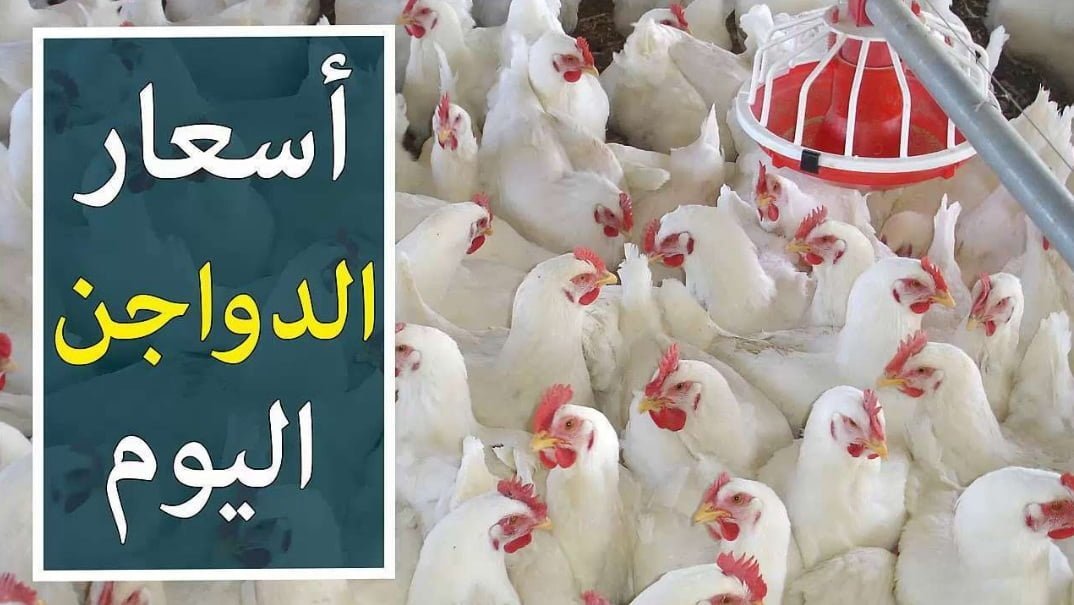 اسعار الدواجن الفراخ البيضاء اليوم  14-7-2019 وأسعار الكتاكيت بجميع أنواعها والبيض