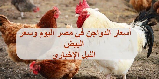 أسعار الدواجن في مصر اليوم الأحد 2/6/2019 إنخفاض أسعار لكتاكيت والفراخ البيضاء