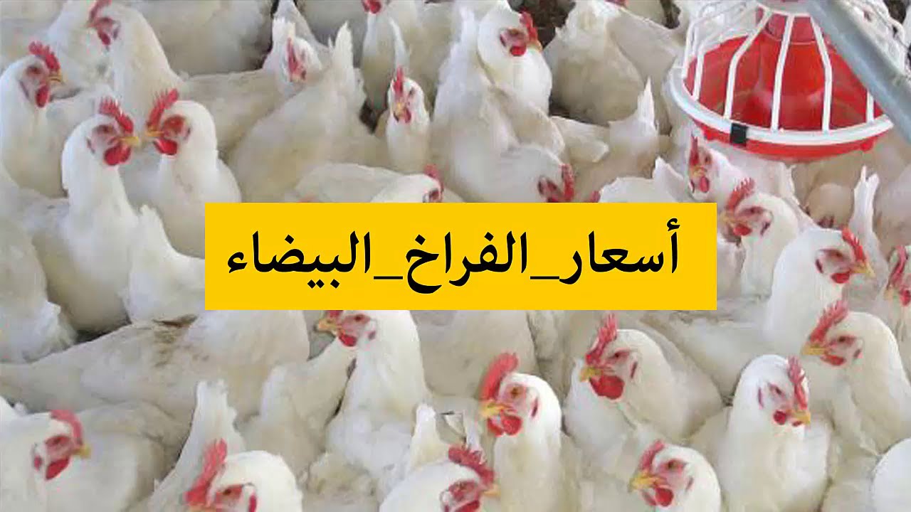 تعرف على أسعار الدواجن اليوم الاحد 23-6-2019 في المزارع والأسواق المصرية