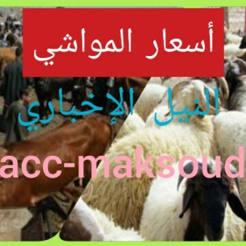 أسعار المواشي واللحوم الحية أضاحي عيد الأضحى المبارك 1440- 2019|| الخراف والماعز والأبقار والجاموس
