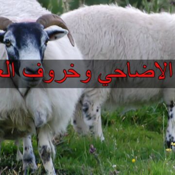 أسعار الأضاحي 2019| سعر خروف العيد والعجول والجدي والنعجة واللحوم بمناسبة عيد الأضحى