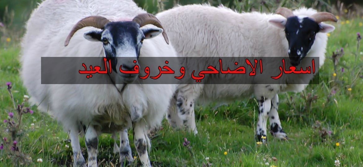 أسعار الأضاحي 2019| سعر خروف العيد والعجول والجدي والنعجة واللحوم بمناسبة عيد الأضحى