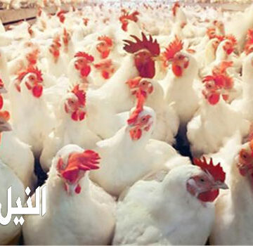 أسعار الدواجن اليوم الاثنين 9/9/2019 سعر البيض والكتاكيت في المزارع المصرية