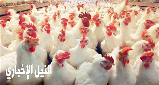 أسعار الدواجن اليوم الاثنين 9/9/2019 سعر البيض والكتاكيت في المزارع المصرية