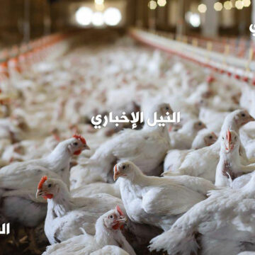 اسعار الدواجن اليوم Chicken Price الثلاثاء 24/9/2019 بالسوق المصري للمستهلك وسعر بيض المائدة