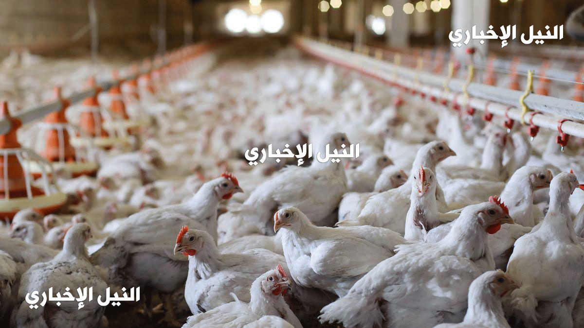 اسعار الدواجن اليوم Chicken Price الثلاثاء 24/9/2019 بالسوق المصري للمستهلك وسعر بيض المائدة