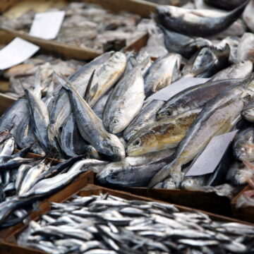 أسعار السمك في سوق العبور اليوم تراجع للبوري وارتفاع البلطي