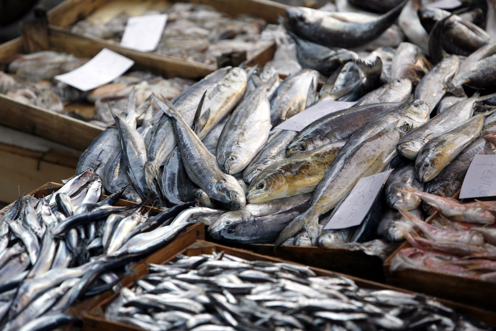 أسعار السمك في سوق العبور اليوم تراجع للبوري وارتفاع البلطي