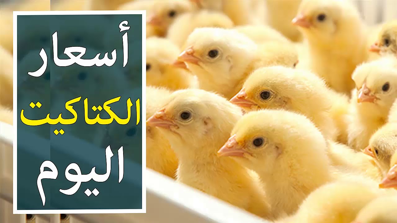 سعر الكتكوت الأبيض اليوم الاثنين 20/1/2020 وأسعار البيض والدواجن في مصر