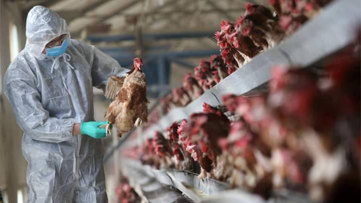 حقيقة وجود سلالة جديدة من إنفلونزا الطيور في مصر بعد إنتشار الأنباء على مواقع التواصل الاجتماعي