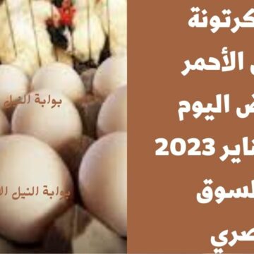 سعر كرتونة البيض الأحمر والأبيض اليوم الأحد 8 يناير 2023 في السوق المصري للمستهلك والبلدي