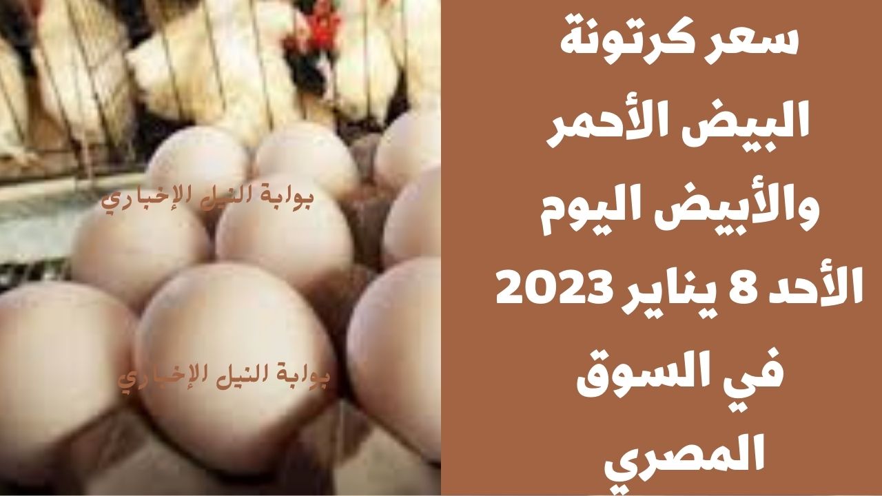 سعر كرتونة البيض الأحمر والأبيض اليوم الأحد 8 يناير 2023 في السوق المصري للمستهلك والبلدي