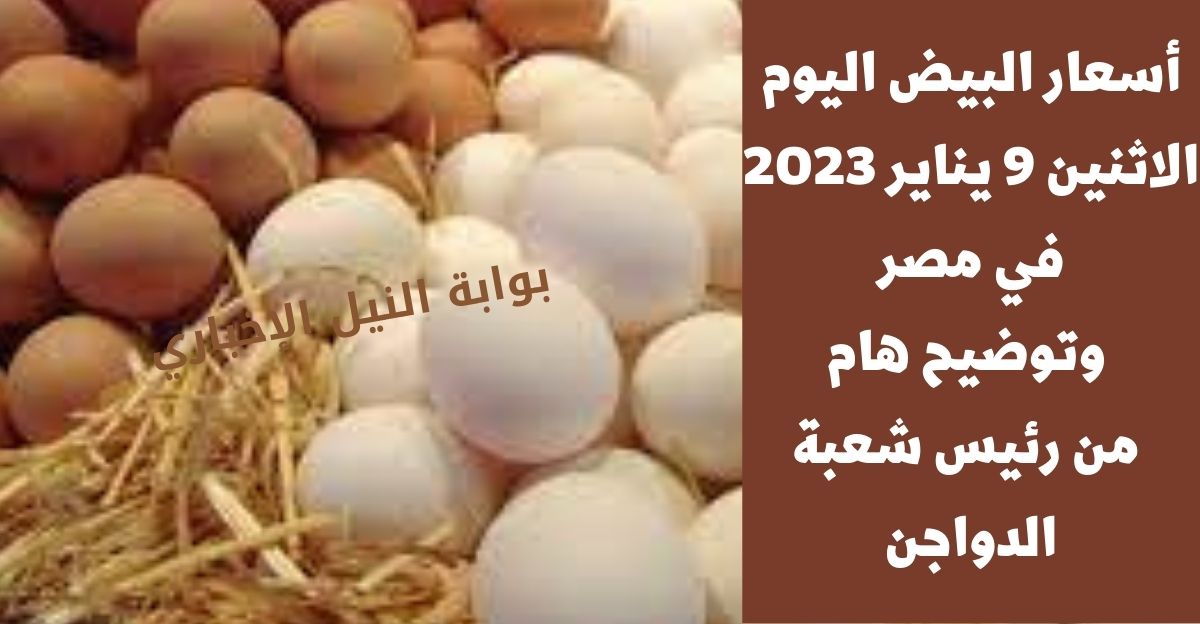 أسعار البيض اليوم الاثنين 9 يناير 2023 في مصر وتوضيح هام من رئيس شعبة الدواجن عن ارتفاع الأسعار