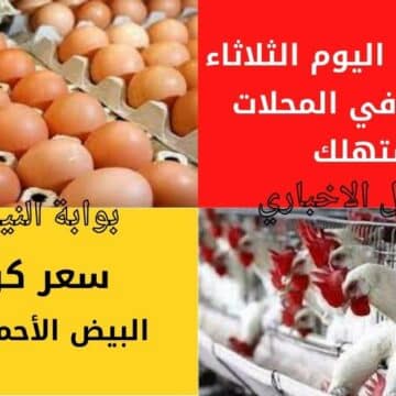 أسعار البيض اليوم الثلاثاء 10-1-2023 في المحلات للمستهلك وتوضيح هام بشأن موعد انخفاض الأسعار