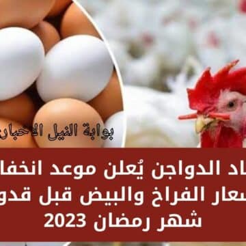 خبر مُفرح للمواطنين .. اتحاد الدواجن يُعلن موعد انخفاض أسعار الفراخ والبيض قبل قدوم شهر رمضان 2023