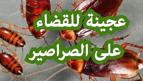 عجينة سحرية التخلص من النمل والصراصير في 3 دقائق ولن يعود مجددا
