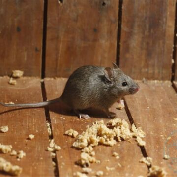 بدون لمس طرد الفئران من البيت نهائياً هتتخلصي من كل الحشرات بطرق طبيعية