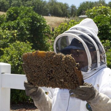 رابط التقديم على دعم ريف إنتاج العسل وتربية النحل