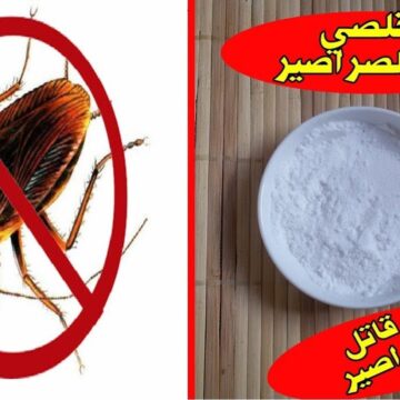 ودعي الحشرات في منزلك .. وصفة للتخلص من الصراصير بمكونات منزلية رخيصة