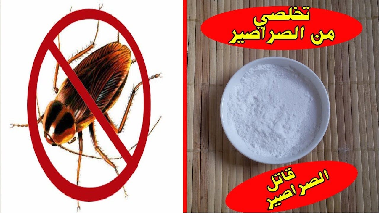 ودعي الحشرات في منزلك .. وصفة للتخلص من الصراصير بمكونات منزلية رخيصة
