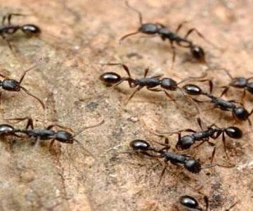 أقوي 4 طرق للتخلص نهائيا من النمل والحشرات في المنزل والقضاء عليها للأبد بطريقة طبيعيه