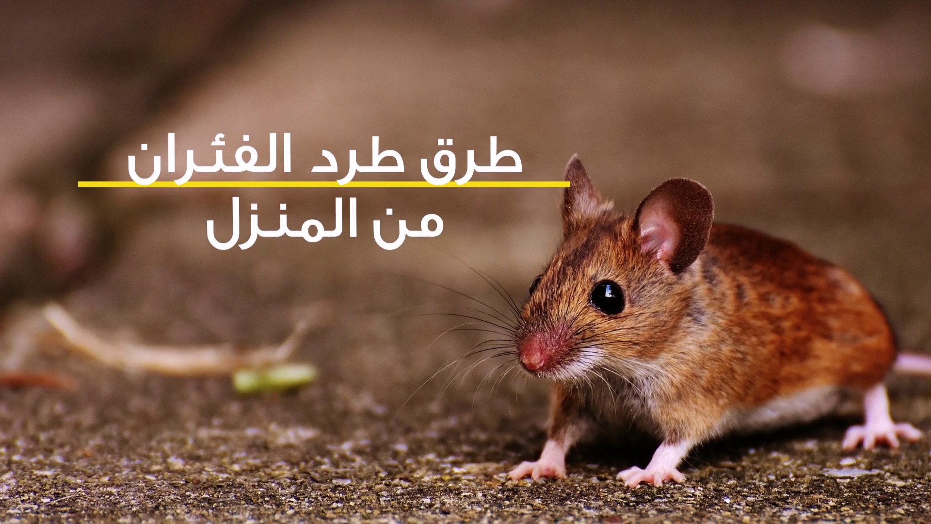 أقوي طرق لطرد الفئران من المنزل بدون عودة نهائياً بمكون فعال ومجرب 100%