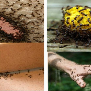 التخلص من النمل فورا وللأبد بـ 5 طرق منزلية بسيطة يكشفها خبير سعودي