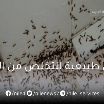 أقوي العلاجات المنزلية للتخلص نهائيا من النمل بدون مبيدات حشرية