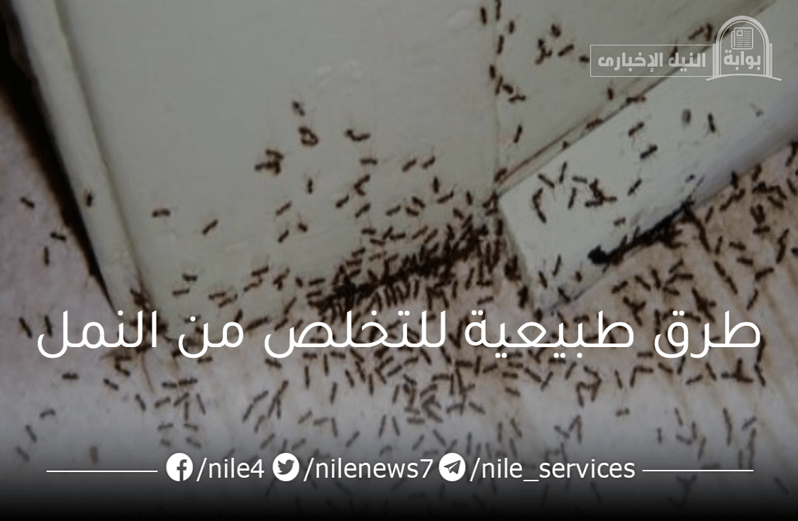 أقوي العلاجات المنزلية للتخلص نهائيا من النمل بدون مبيدات حشرية