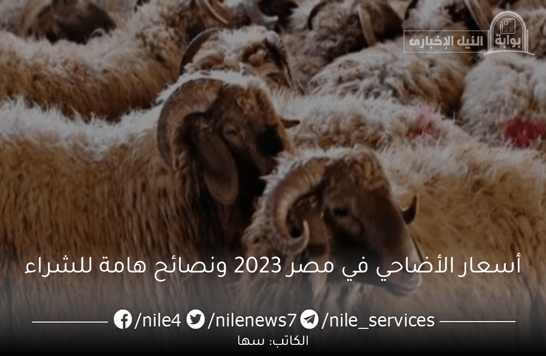 أسعار الأضاحي في مصر 2023 كيفية شراء أفضل الأضاحي قبل عيد الأضحى المبارك