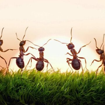 طرق فعالة للتخلص من النمل خلال يوم واحد.. لبيت خالي من الحشرات