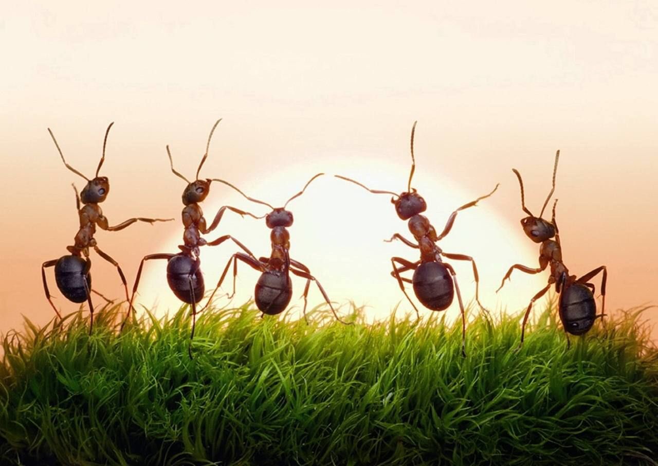 طرق فعالة للتخلص من النمل خلال يوم واحد.. لبيت خالي من الحشرات