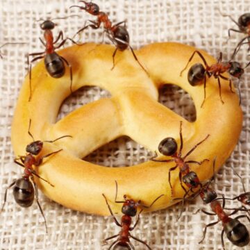 طرق منزلية لطرد النمل خارج المنزل نهائياً بدون مبيدات