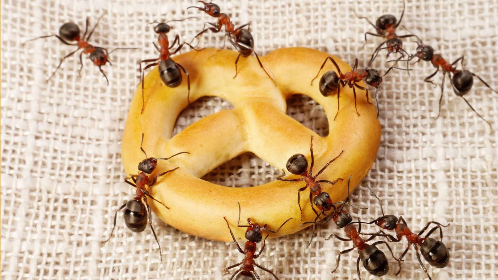 طرق منزلية لطرد النمل خارج المنزل نهائياً بدون مبيدات