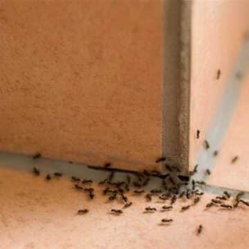 طريقة التخلص من الحشرات نهائياً من البيت بمكونات من منزلك قوية وفعالة