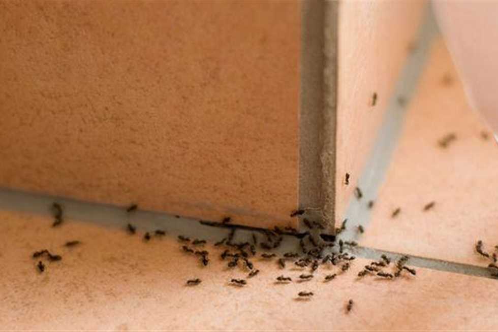 طريقة التخلص من الحشرات نهائياً من البيت بمكونات من منزلك قوية وفعالة