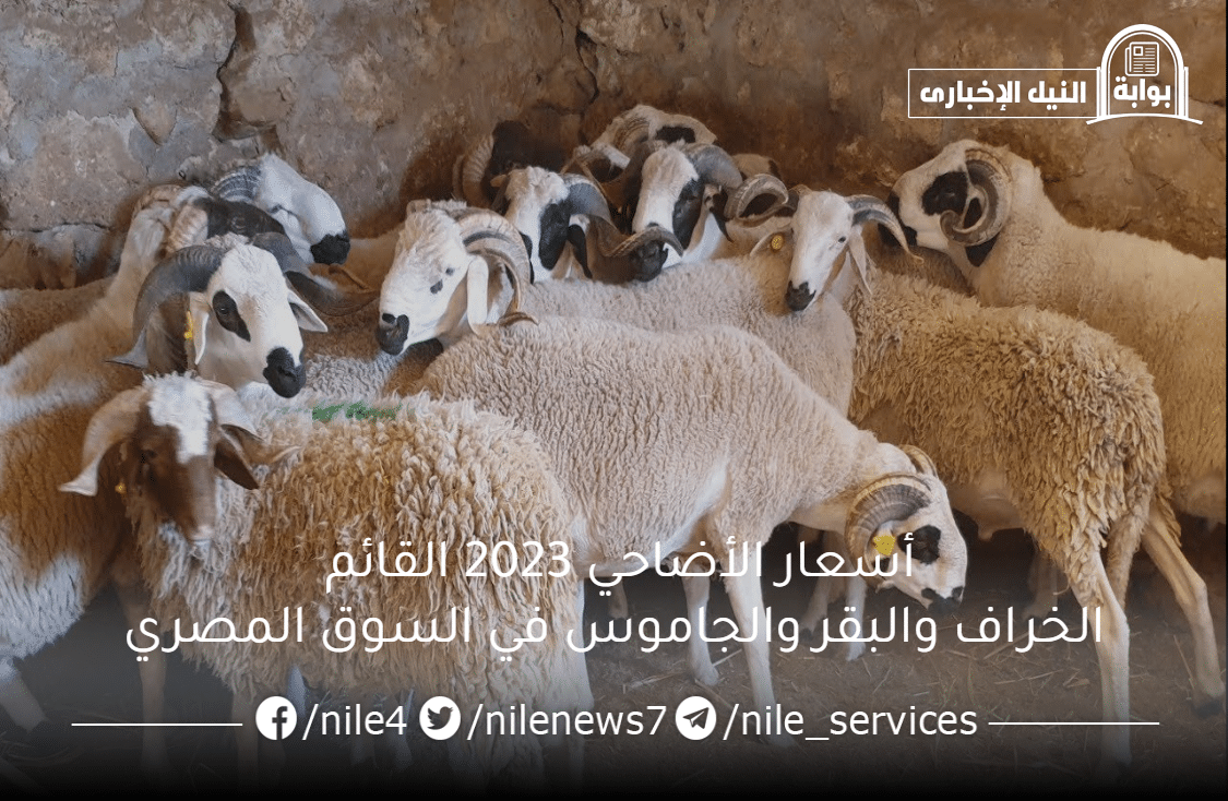 أسعار الأضاحي 2023 القائم الخراف والبقر والجاموس في السوق المصري