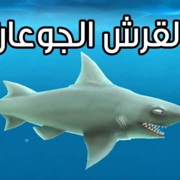 حقيقة وجود أسماك القرش في مرسى مطروح كل ما تحتاج إلى معرفته