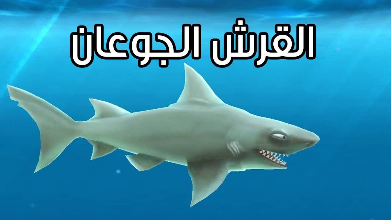 حقيقة وجود أسماك القرش في مرسى مطروح كل ما تحتاج إلى معرفته