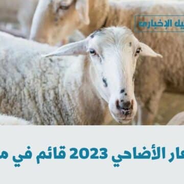 أسعار الأضاحي 2023 قائم في مصر سعر كيلو الأَضحية للخراف والبقر والجاموس