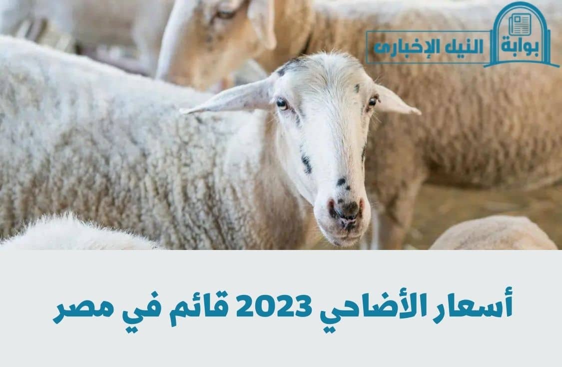 أسعار الأضاحي 2023 قائم في مصر سعر كيلو الأَضحية للخراف والبقر والجاموس