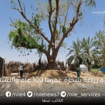 عمرها 100 عام.. زراعة “شجرة القصيم” بعد سقوطها بسبب احول الطقس في السعودية