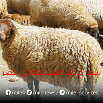 الحق اشتري قبل الزحمة سعر خروف العيد 2023 في مصر وأشهر أماكن بيعه