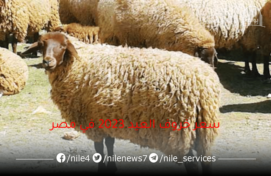 الحق اشتري قبل الزحمة سعر خروف العيد 2023 في مصر وأشهر أماكن بيعه