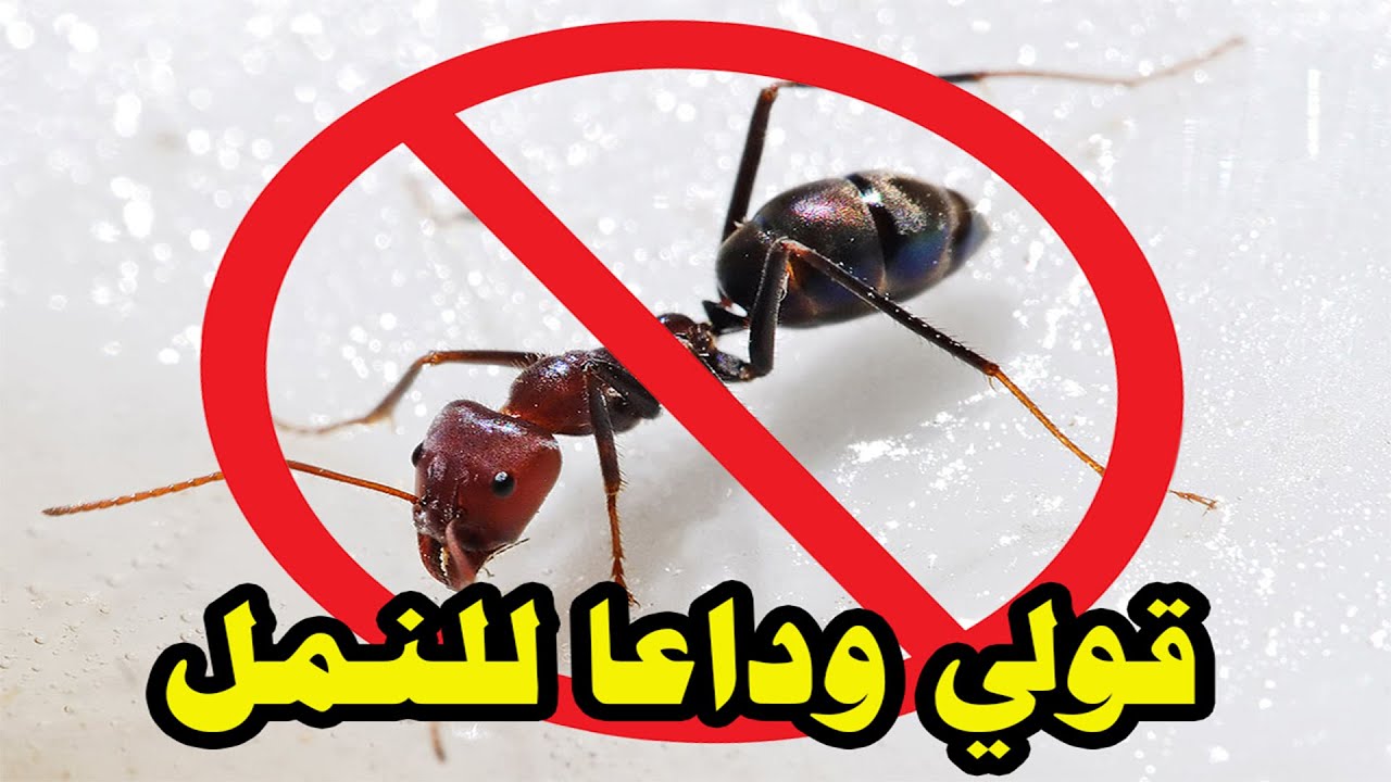 طريقة جهنمية للقضاء على النمل والناموس من المنزل بلا عودة