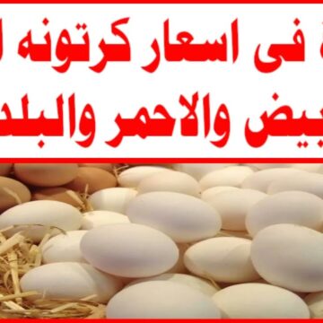 قفزة جديدة في أسعار كرتونة البيض الأحمر والأبيض بعد ارتفاع سعر الدواجن في السوق المصري
