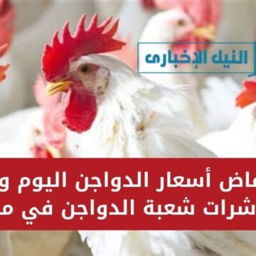 “معقولة؟!” انخفاض أسعار الدواجن اليوم وفق مؤشرات شعبة الدواجن في مصر وسبب الهبوط