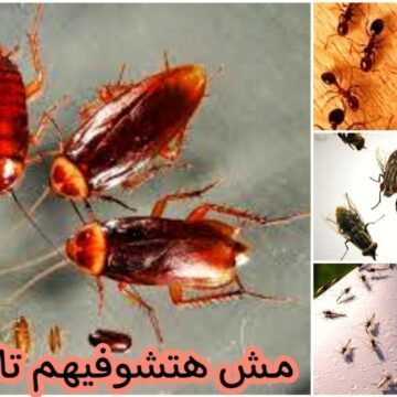طريقة التخلص من النمل والصراصير في بيتك ومش هتلاقي ليهم أي وجود وكمان من غير مبيدات حشرية