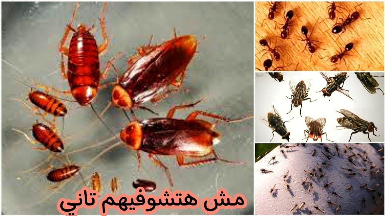 طريقة التخلص من النمل والصراصير في بيتك ومش هتلاقي ليهم أي وجود وكمان من غير مبيدات حشرية